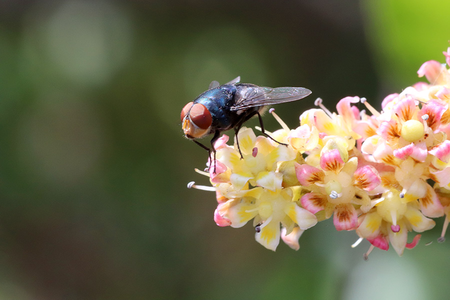 Oriental latrine fly Photograph of a fly on mango blossoms.