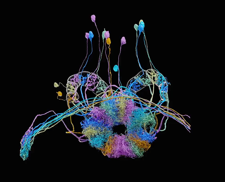 Fly brain 3-D rendering shows the architecture of the neurons and their connections in a part of the fruit fly brain. Some areas resemble tall stalks, while others look more like dense coils of threadlike extensions.