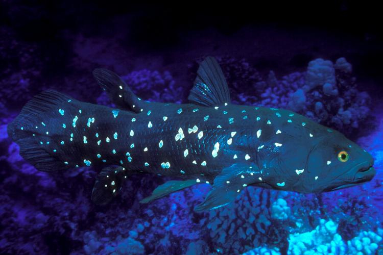 A coelacanth fish Photograph of The African coelacanth, Latimeria chalumnae, from a lineage that was thought to have gone extinct 70 million years ago until a living specimen was discovered in the 1930s. The lineage is closely related to ancestral fish that gave rise to four-legged vertebrates.