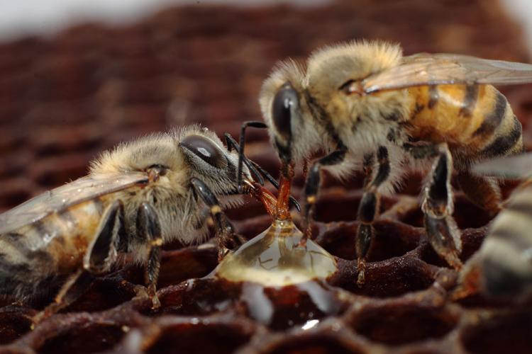 Two honeybees in the hive feeding from a droplet of honey. Two honeybees in the hive feeding from a droplet of honey.