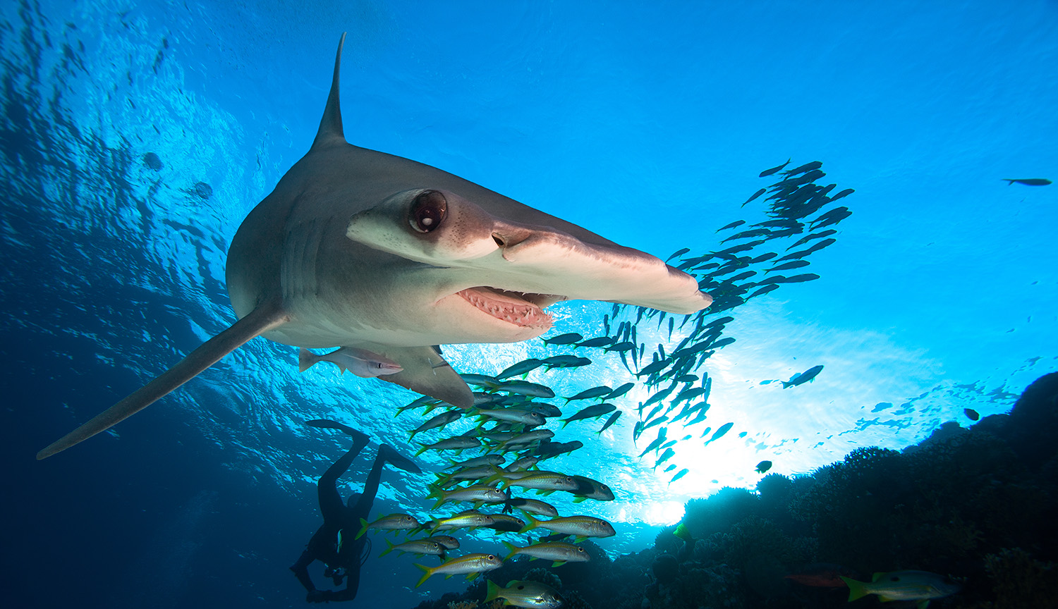 <p>A scientific mission to save the sharks</p>