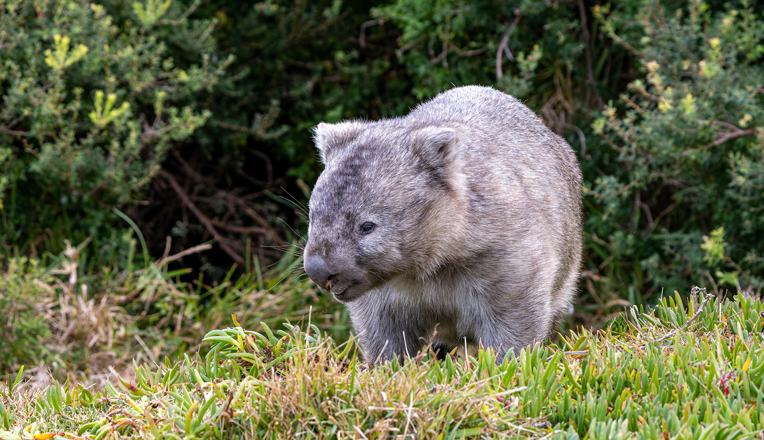 <p>The most common wombat is also the least understood</p>